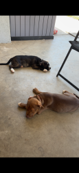 Lost Male Dog last seen Maroa, Fresno, CA 93704