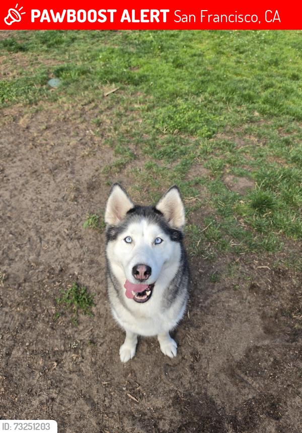Lost Female Dog last seen John McClaren Park, San Francisco, CA 94134
