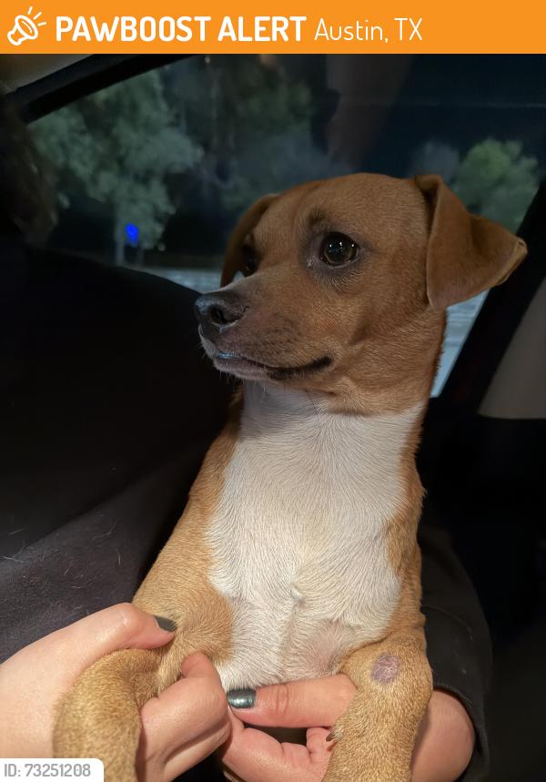 Found/Stray Male Dog last seen On Little Texas near the Regal Metropolitan theater, Austin, TX 78745