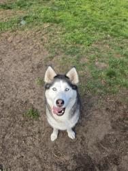 Lost Female Dog last seen John McClaren Park, San Francisco, CA 94134