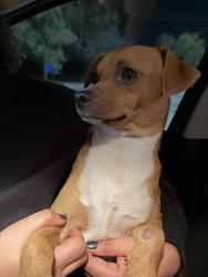 Found/Stray Male Dog last seen On Little Texas near the Regal Metropolitan theater, Austin, TX 78745