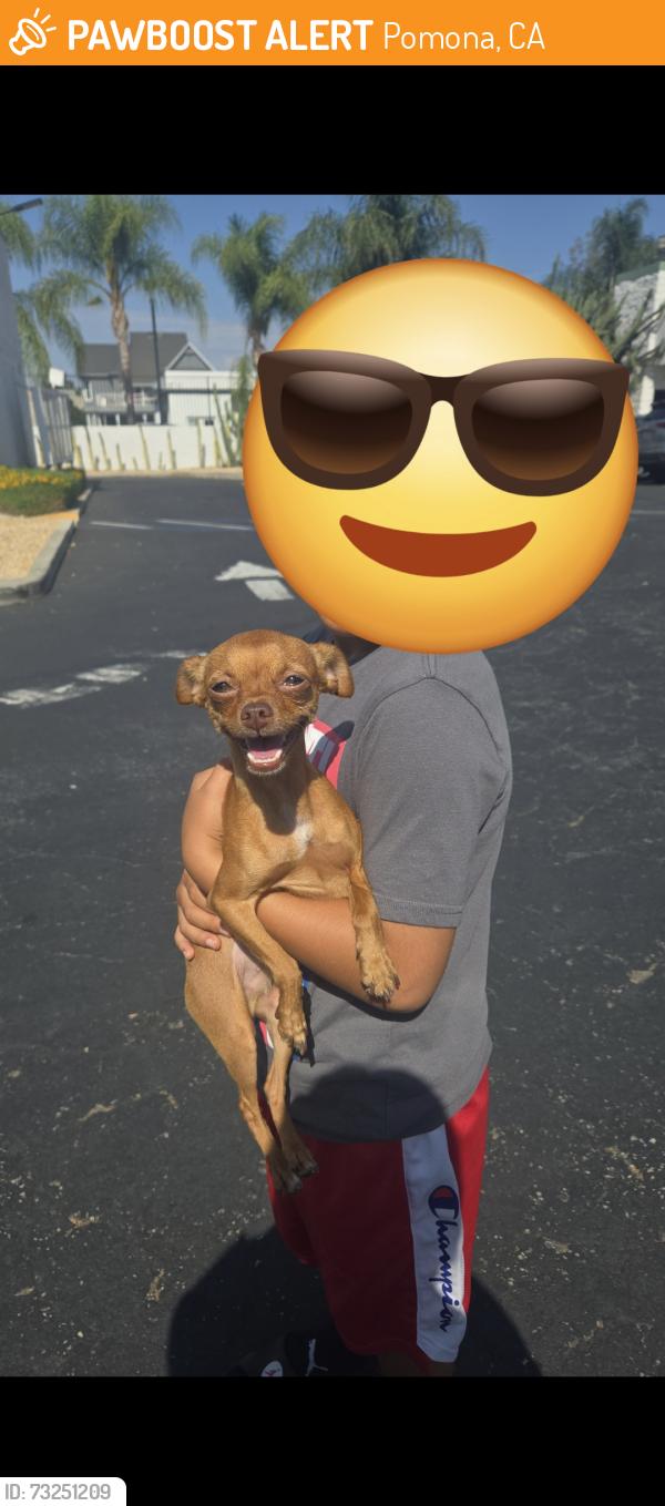 Found/Stray Male Dog last seen Near W Holt Ave, Pomona, CA, Pomona, CA 91768
