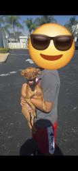 Found/Stray Male Dog last seen Near W Holt Ave, Pomona, CA, Pomona, CA 91768