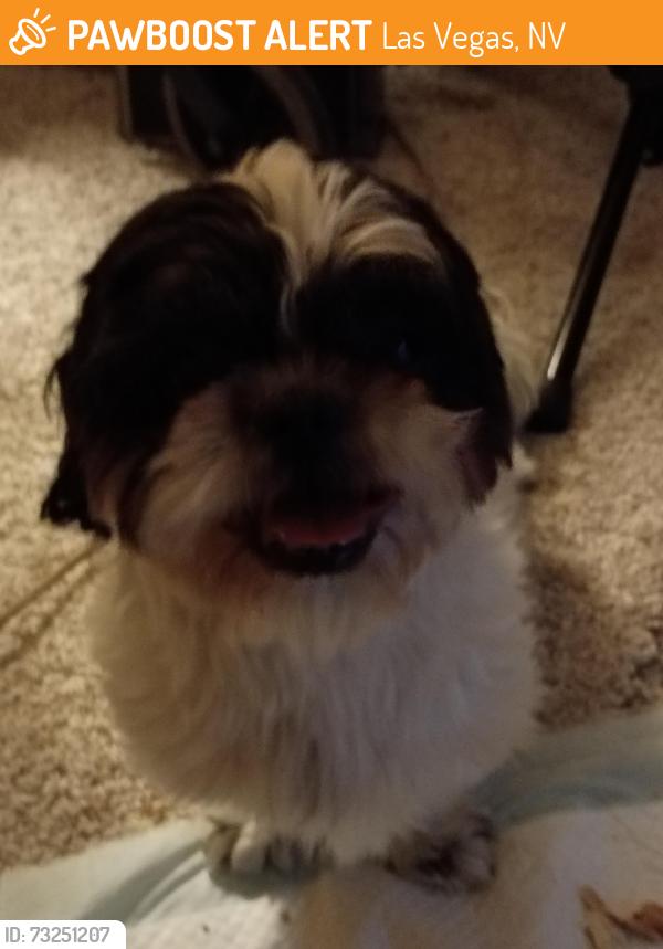 Found/Stray Male Dog last seen Sunrise 🌅 hosp, Las Vegas, NV 89104