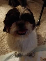 Found/Stray Male Dog last seen Sunrise 🌅 hosp, Las Vegas, NV 89104