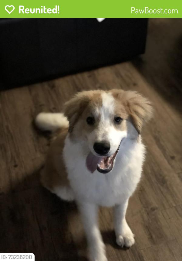 Reunited Female Dog last seen Meghann ln, Waxahachie, TX 75167