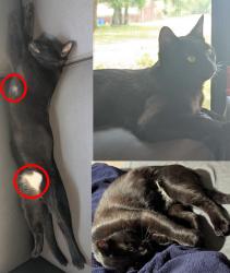 Lost Male Cat last seen Old River Rd near Buckward Rd, Okaloosa County, FL 32531