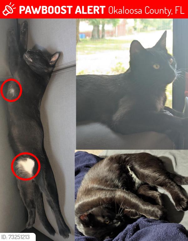 Lost Male Cat last seen Old River Rd near Buckward Rd, Okaloosa County, FL 32531
