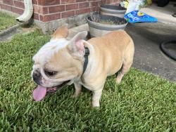 Reunited Female Dog last seen Shelbourne Bay and Dry Bank Lane, Pearland, TX 77584