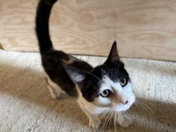 Lost Male Cat last seen Marysville food bank, Marysville, WA 98270