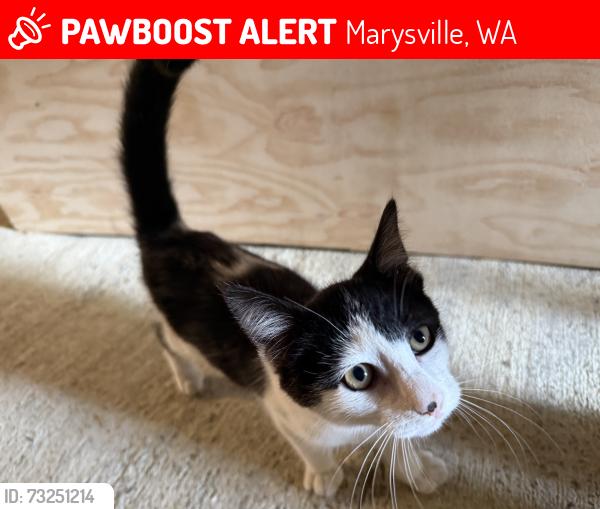 Lost Male Cat last seen Marysville food bank, Marysville, WA 98270