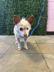 Shelter Stray Female Dog last seen Near BALSAM, CITY of El Paso, TX, 5001 Fred Wilson Ave, El Paso, TX 79906, USA