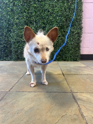 Shelter Stray Female Dog last seen Near BALSAM, CITY of El Paso, TX, 5001 Fred Wilson Ave, El Paso, TX 79906, USA