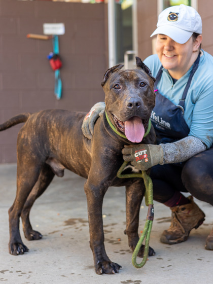 Shelter Stray Male Dog last seen Near Dekalb Industrial Way, 30033, GA, 3280 Chamblee Dunwoody Rd, Chamblee, GA 30341, USA