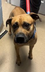Shelter Stray Male Dog last seen Near Duren Farms Dr Lithonia, 30058, 30058, GA, 3280 Chamblee Dunwoody Rd, Chamblee, GA 30341, USA