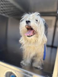 Shelter Stray Male Dog last seen Near Whispering Brook Ln, South District, TX, 355 Hillshire Dr, Haslet, TX 76052, USA