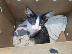 Shelter Stray Male Cat last seen Near King Ranch Rd, South District, TX, 355 Hillshire Dr, Haslet, TX 76052, USA