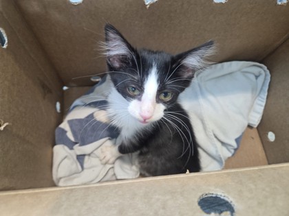 Shelter Stray Male Cat last seen Near King Ranch Rd, South District, TX, 355 Hillshire Dr, Haslet, TX 76052, USA