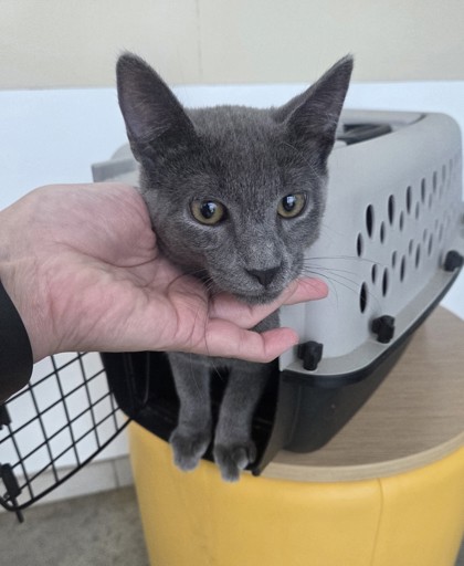 Shelter Stray Male Cat last seen , , TX, 355 Hillshire Dr, Haslet, TX 76052, USA