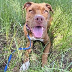Shelter Stray Male Dog last seen Green Leaf / Rustic Oaks, Brazos County, TX, 5359 Leonard Rd, Bryan, TX 77807, USA