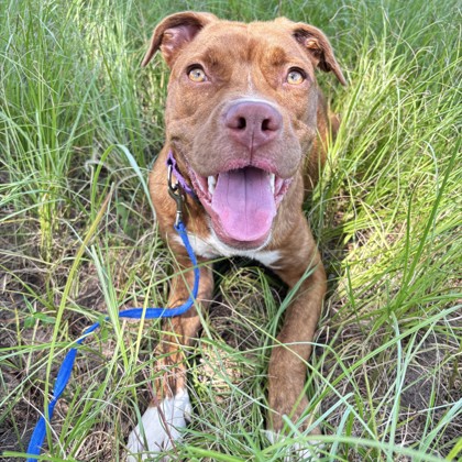 Shelter Stray Male Dog last seen Green Leaf / Rustic Oaks, Brazos County, TX, 5359 Leonard Rd, Bryan, TX 77807, USA