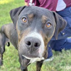 Shelter Stray Male Dog last seen Payton / W OSR, Brazos County, TX, 5359 Leonard Rd, Bryan, TX 77807, USA