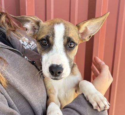 Shelter Stray Female Dog last seen Walton Dr and Gilchrist Ave, City of College Station, TX, 5359 Leonard Rd, Bryan, TX 77807, USA