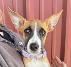 Shelter Stray Male Dog last seen Walton Dr and Gilchrist Ave, City of College Station, TX, 5359 Leonard Rd, Bryan, TX 77807, USA