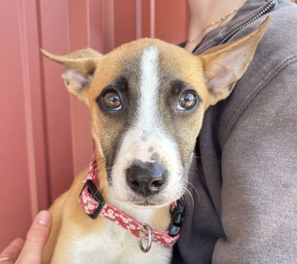 Shelter Stray Male Dog last seen Walton Dr and Gilchrist Ave, City of College Station, TX, 5359 Leonard Rd, Bryan, TX 77807, USA