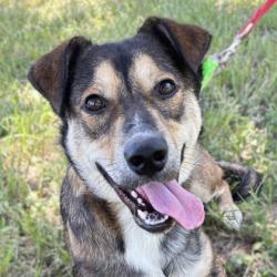Shelter Stray Female Dog last seen Lake Ridge / White Switch, Brazos County, TX, 5359 Leonard Rd, Bryan, TX 77807, USA