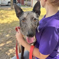 Shelter Stray Female Dog last seen Smetana / Julie Cr, City of College Station, TX, 5359 Leonard Rd, Bryan, TX 77807, USA