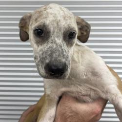 Shelter Stray Female Dog last seen TX-21/W 28th St, Brazos County, TX, 5359 Leonard Rd, Bryan, TX 77807, USA