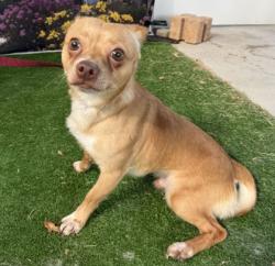 Shelter Stray Male Dog last seen University Oaks/George Bush, City of College Station, TX, 5359 Leonard Rd, Bryan, TX 77807, USA