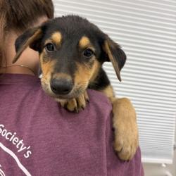 Shelter Stray Male Dog last seen Sandy Point Rd/ Britton Rd, Brazos County, TX, 5359 Leonard Rd, Bryan, TX 77807, USA