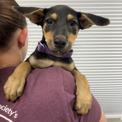 Shelter Stray Female Dog last seen Sandy Point Rd/ Britton Rd, Brazos County, TX, 5359 Leonard Rd, Bryan, TX 77807, USA