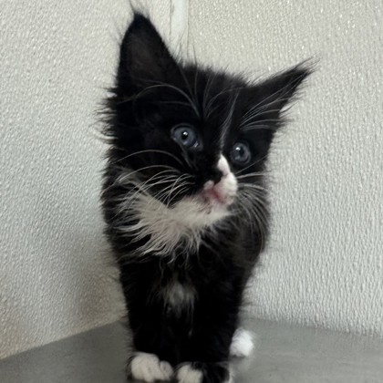 Shelter Stray Male Cat last seen Rock Prairie / Normand, City of College Station, TX, 5359 Leonard Rd, Bryan, TX 77807, USA