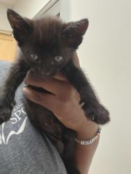 Shelter Stray Male Cat last seen TUSKET RIVER DR at TRINITY RIVER DR, Rancho Cordova, CA, 6201 Florin Perkins Rd, Sacramento, CA 95828, USA