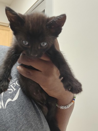 Shelter Stray Male Cat last seen TUSKET RIVER DR at TRINITY RIVER DR, Rancho Cordova, CA, 6201 Florin Perkins Rd, Sacramento, CA 95828, USA
