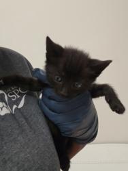 Shelter Stray Female Cat last seen TUSKET RIVER DR at TRINITY RIVER DR, Rancho Cordova, CA, 6201 Florin Perkins Rd, Sacramento, CA 95828, USA
