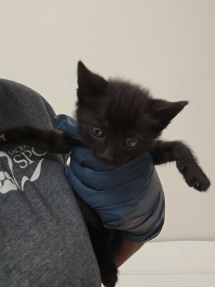 Shelter Stray Female Cat last seen TUSKET RIVER DR at TRINITY RIVER DR, Rancho Cordova, CA, 6201 Florin Perkins Rd, Sacramento, CA 95828, USA
