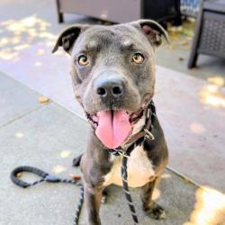 Shelter Stray Male Dog last seen , , CA, 1101 29th Ave, Oakland, CA 94601, USA