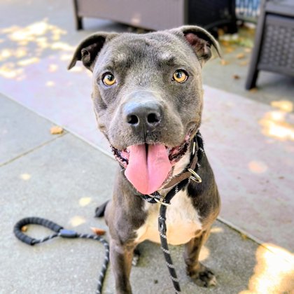 Shelter Stray Male Dog last seen , , CA, 1101 29th Ave, Oakland, CA 94601, USA