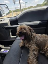 Shelter Stray Female Dog last seen Near gibson rd, Cedar Hill, TX, 1150 E Pleasant Run Rd, Cedar Hill, TX 75104, USA
