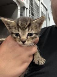 Shelter Stray Female Cat last seen W Pine St, Bridgeton, NC, 1639 Old Airport Rd, New Bern, NC 28562, USA