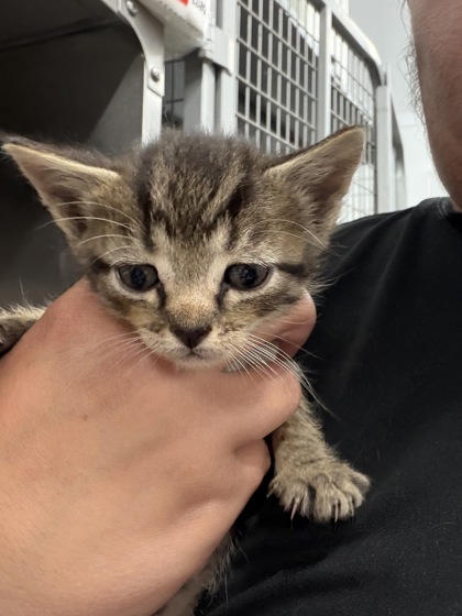 Shelter Stray Female Cat last seen W Pine St, Bridgeton, NC, 1639 Old Airport Rd, New Bern, NC 28562, USA