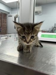 Shelter Stray Female Cat last seen W Pine St, Bridgeton, NC, 1639 Old Airport Rd, New Bern, NC 28562, USA