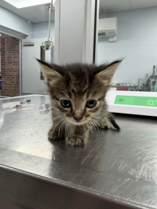 Shelter Stray Female Cat last seen W Pine St, Bridgeton, NC, 1639 Old Airport Rd, New Bern, NC 28562, USA