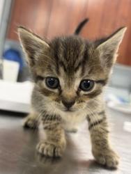 Shelter Stray Male Cat last seen W Pine St, Bridgeton, NC, 1639 Old Airport Rd, New Bern, NC 28562, USA
