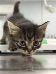 Shelter Stray Female Cat last seen W Pine St, Bridgeton, NC, 1639 Old Airport Rd, New Bern, NC 28562, USA