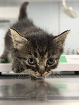 Shelter Stray Female Cat last seen W Pine St, Bridgeton, NC, 1639 Old Airport Rd, New Bern, NC 28562, USA